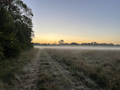 field in mist, sun rising, hedgerow to the left